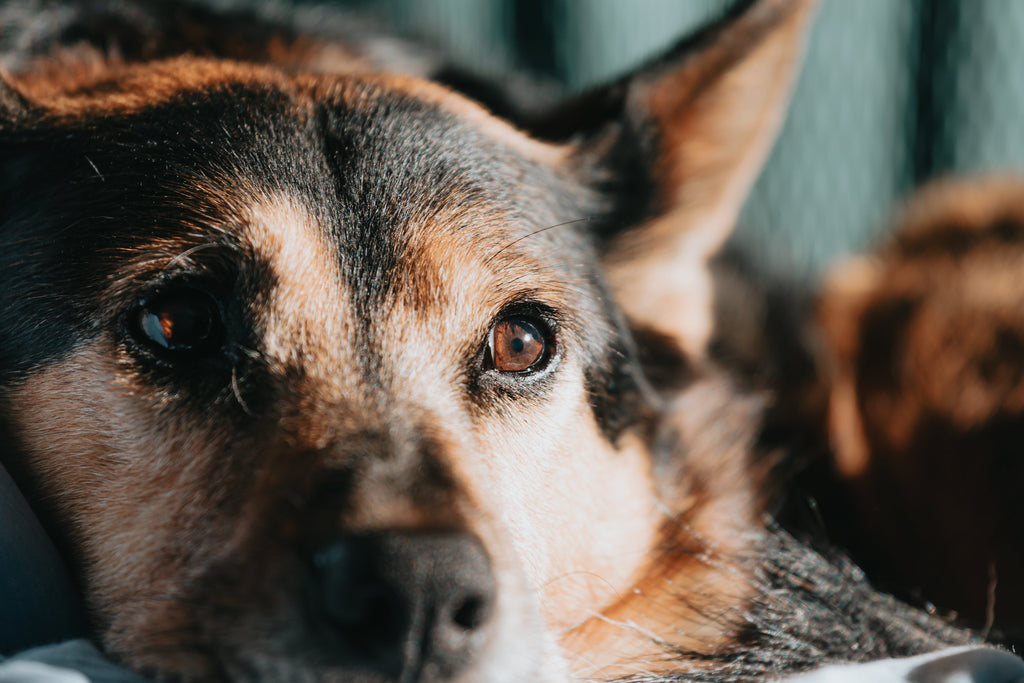 Delicious Treat That's Good For Them: Catering to Dogs with Food Allergies